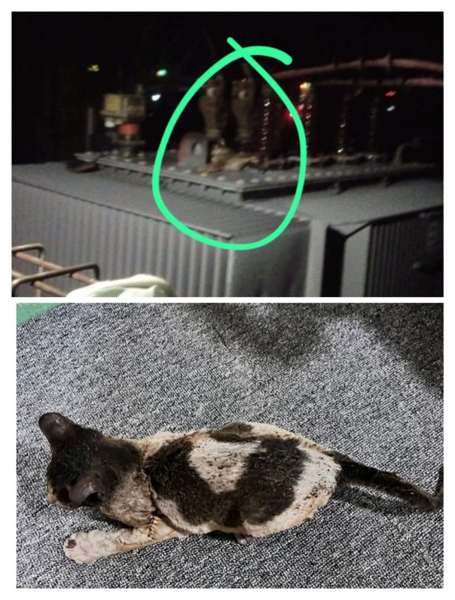 
 Blackout Massal di Karimun, Listrik Padam Akibat Seekor Kucing Kesetrum!